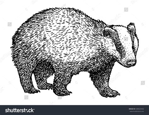 Badger Illustration Drawing Engraving Ink Line Stock Vector (Royalty ...