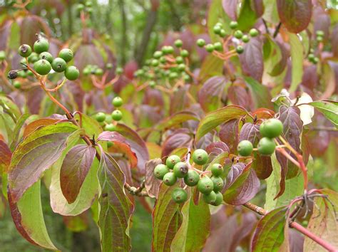 Cornus sanguinea L. | Plants of the World Online | Kew Science