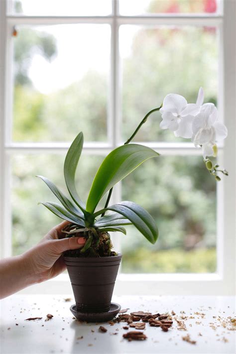 How to Repot an Orchid Step by Step (Without Killing It)