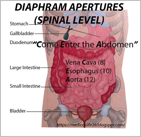 Diaphragmatic Apertures/Abdomen/ Anatomy