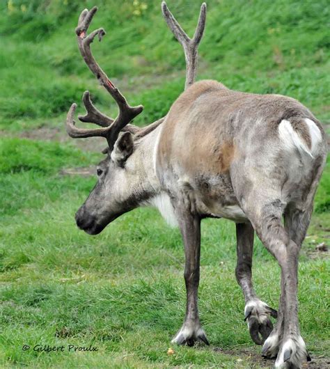 Boreal Woodland Caribou Habitat — More Field Work is Needed - Canadian Wildlife Biology and ...