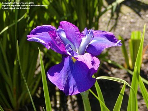 PlantFiles Pictures: Japanese Water Iris, Japanese Flag, Russian Iris ...