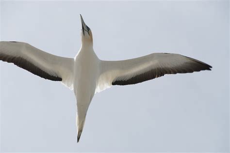 Six extraordinary Australian birds you need to see