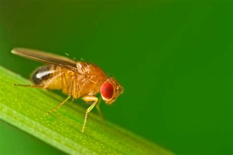 Fruit Fly Identification Guide