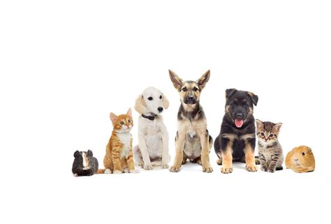 National Pet Month - promoting responsible pet ownership across the UK