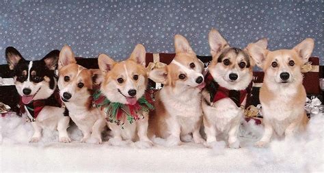 Funny Corgi Wallpaper - WallpaperSafari