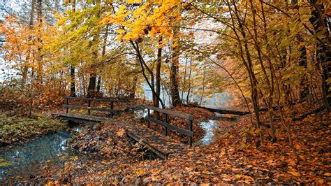 Trees in autumn - Scenery Pics Wallpaper (22174448) - Fanpop