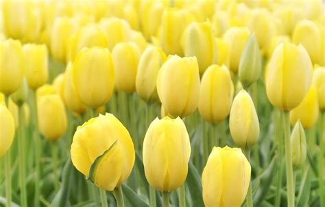 Yellow Tulips Field | 790 KGMI