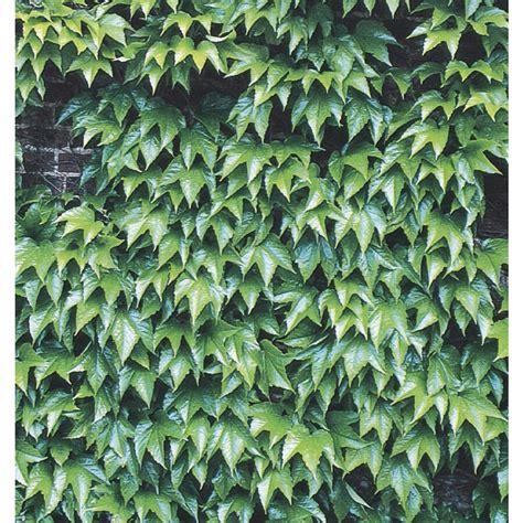 Shop Monrovia 3-Quart Green Showers Boston Ivy Plant (L6208) at Lowes.com