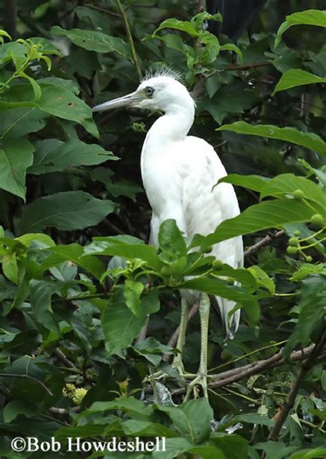 Tennessee Watchable Wildlife | Little Blue Heron - Habitat: 1