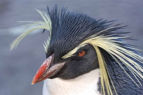 10 Incredible Macaroni Penguin Facts - A-Z Animals