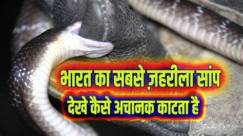 Top Most Venomous Snakes, Indian Common Krait, See how suddenly it Bites in an instant|Bilaspur ...