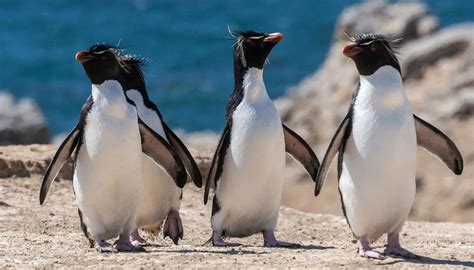 Rockhopper Penguin | The Animal Facts | Appearance, Habitat, Diet