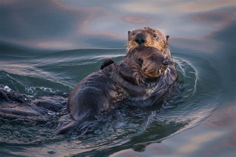 Sea Otter Mom and Pup | Sean Crane Photography