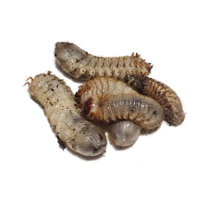 Live June Bug Larvae For Sale - Vegas Worms