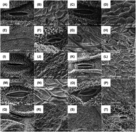 scanning electron micrographs of adaxial (a, c, e, g, i, K, m, o, Q, s ...