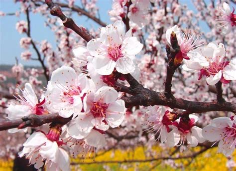 Visual Delight: Ladakh Apricot Blossom Festival Is A Traveler