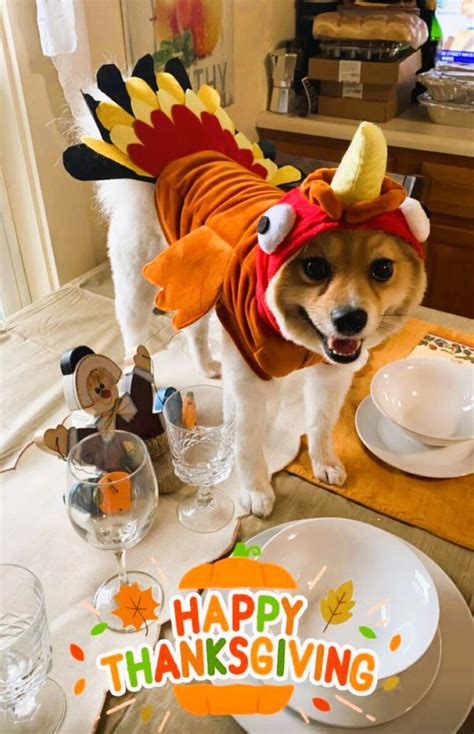 Best Dog Thanksgiving Costumes for Turkey Day.