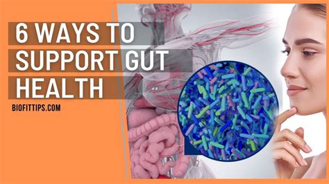 The Gut Microbiome And The Immune System - BioFitTips