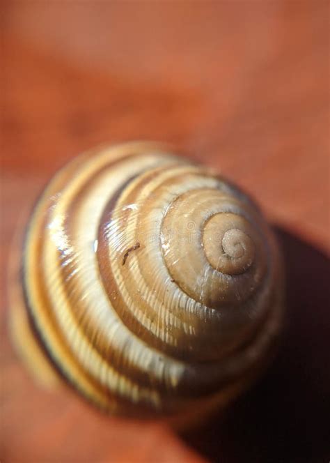 Common Snail Shell with Shadow - Garden Snail Stock Image - Image of ...