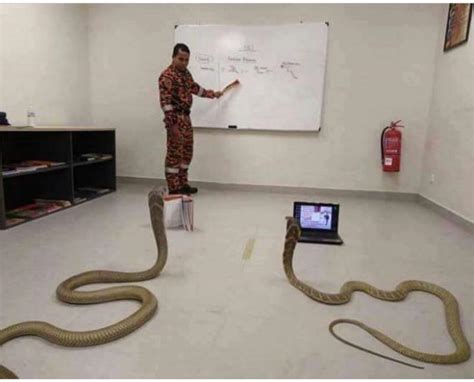 #python #snakes #programming - programming in python - devRant