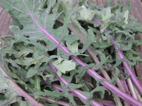 Kale Seeds - Grow Your Own 'Redbor' Kale