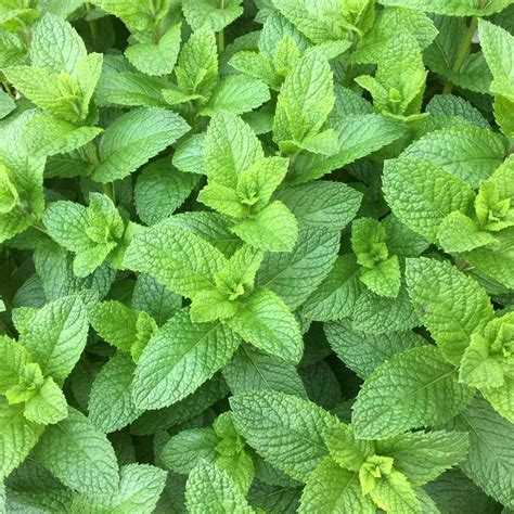 Spearmint Seeds - Mentha Spicata Spearmint Herb Seed