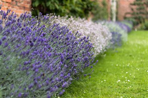 Top 25 Border Perennials For Full Sun