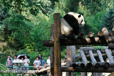 Giant Pandas in Beijing Zoo