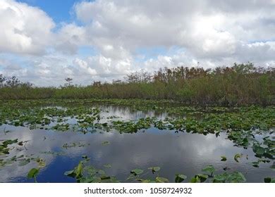 Anhinga Trail Through Everglades National Park Stock Photo 1058724932 | Shutterstock