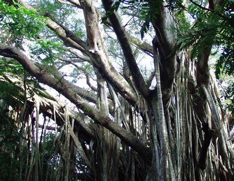 Banyan Tree Free Photo Download | FreeImages