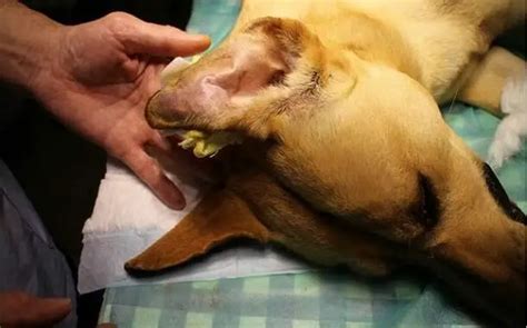 Dog Ear Hematoma Surgery Cost - Updated 2023 - The Pricer