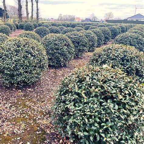 Osmanthus Topiary Balls | Form Plants