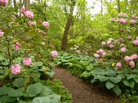 Rhododendron Display Garden | Scott Arboretum