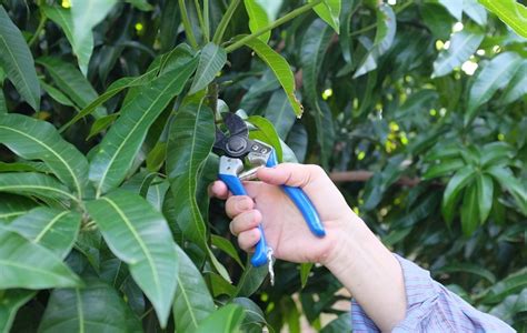 How To Pruning A Mango Tree: Best Helpful Advices