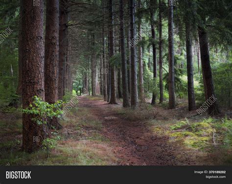 Peaceful Forest Path Image & Photo (Free Trial) | Bigstock