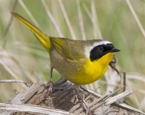 Common Yellowthroat | Backyard birds, Birds, Pretty birds