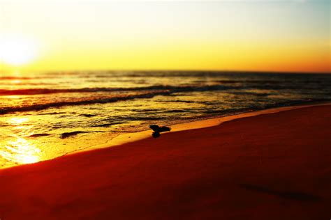 #india #mangaluru tannirbhavi beach #sunset #beach #mangalore high contrast #bird #flight #5K # ...