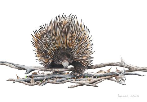 Echidna - Fine Art Print - Australian Wildlife Art by Rachel Hollis