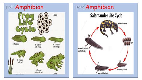 Animal Life Cycles and Reproduction - Animal Life Cycles | Science Year 5