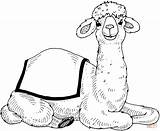 Cute Dromedary Camel Calf coloring page  Free Printable Coloring Pages sketch template