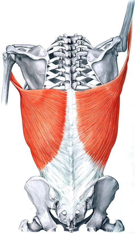 latissimus dorsi | Jason Sager