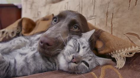 Cat Dog Sleeping Together Funny Video Stock Footage Video (100% Royalty-free) 1007292391 ...