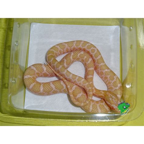 Albino Prairie Rat Snake - baby - Strictly Reptiles