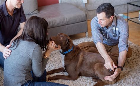 Rainbow Bridge - Euthansia Procedure for Dogs — Rainbow Bridge ...