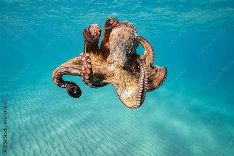 Underwater shot of octopus Stock Photo | Adobe Stock