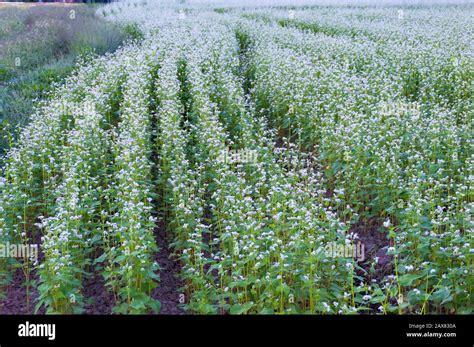 Buckwheat field. Flowering buckwheat plant on farm. Agriculture background Stock Photo - Alamy