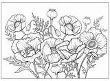 Coloring Page With poppies And Leaves Vector For coloring Flower  sketch template