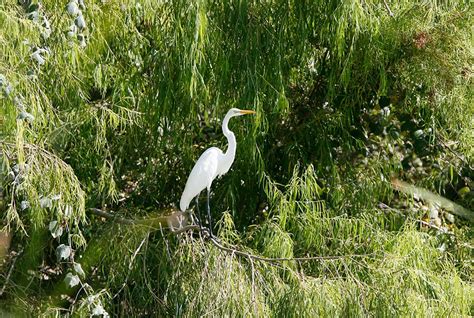 Aransas National Wildlife Refuge – DearTexas,