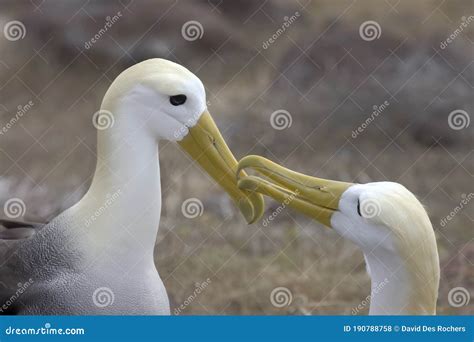 Waved Albatross Courtship Behavior, Galapagos Islands Stock Photo - Image of phoebastria ...